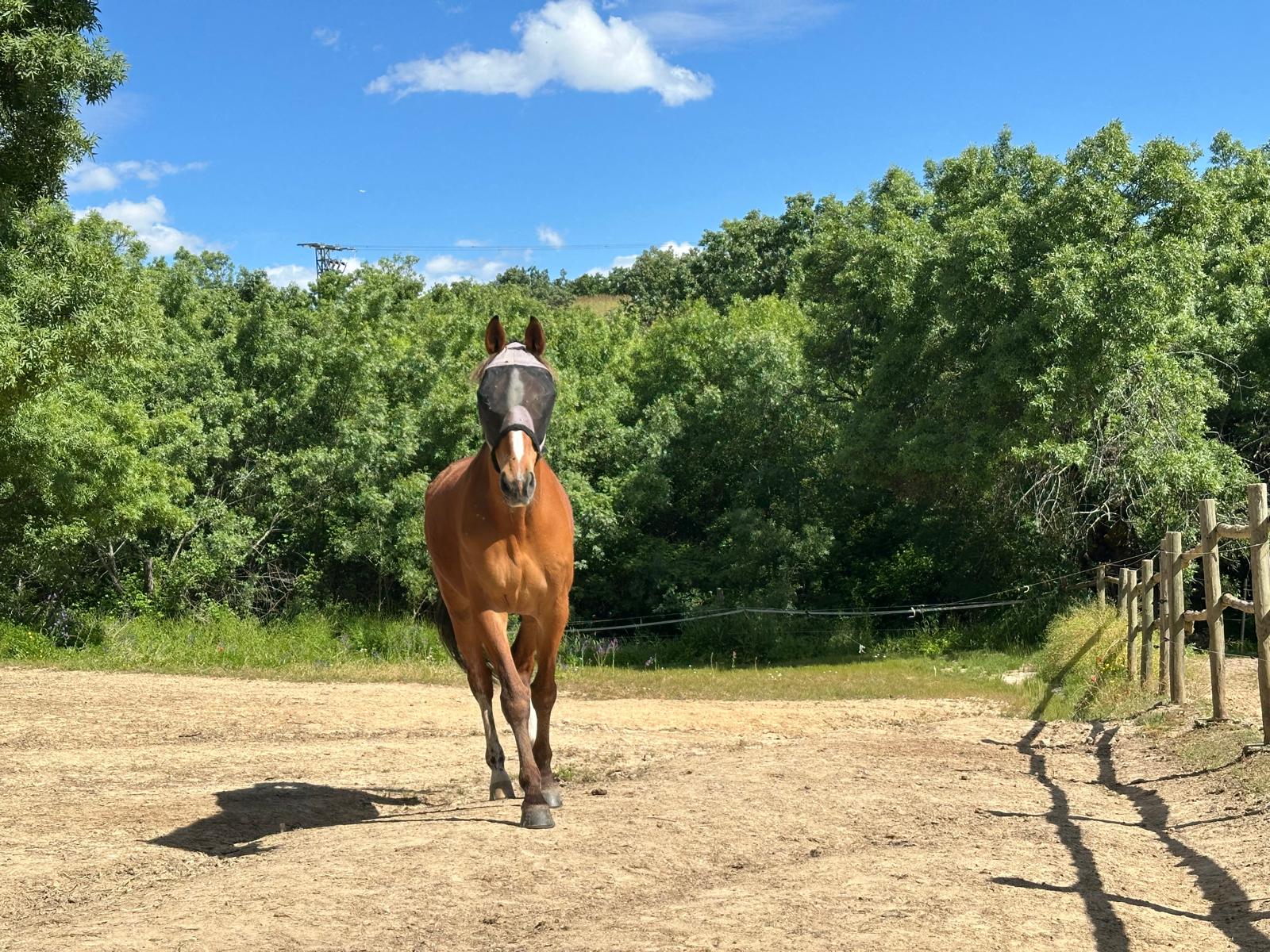 Experiencia con caballos